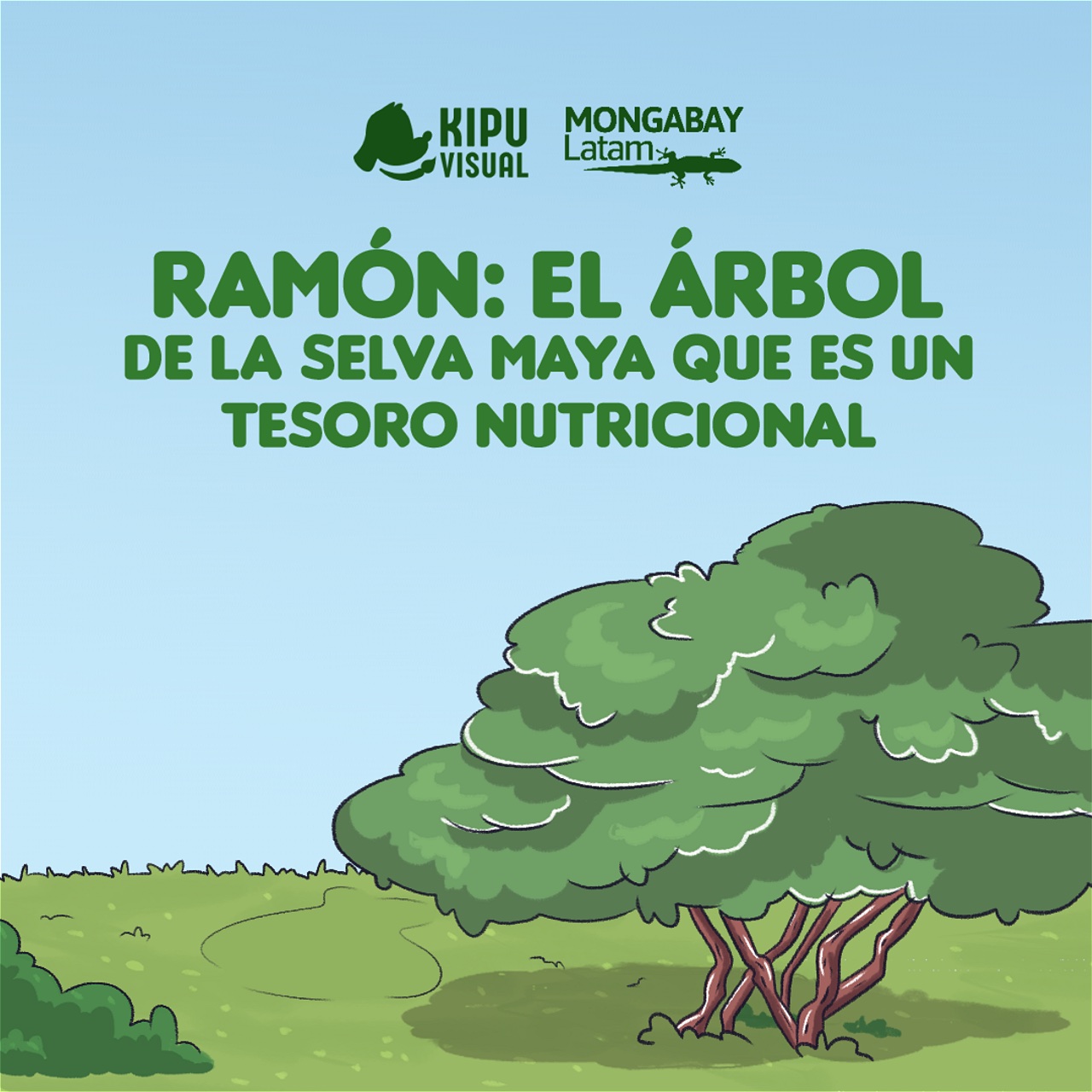 Historia gráfica | ¿Cuáles son los beneficios de ramón, un árbol de la  selva maya?