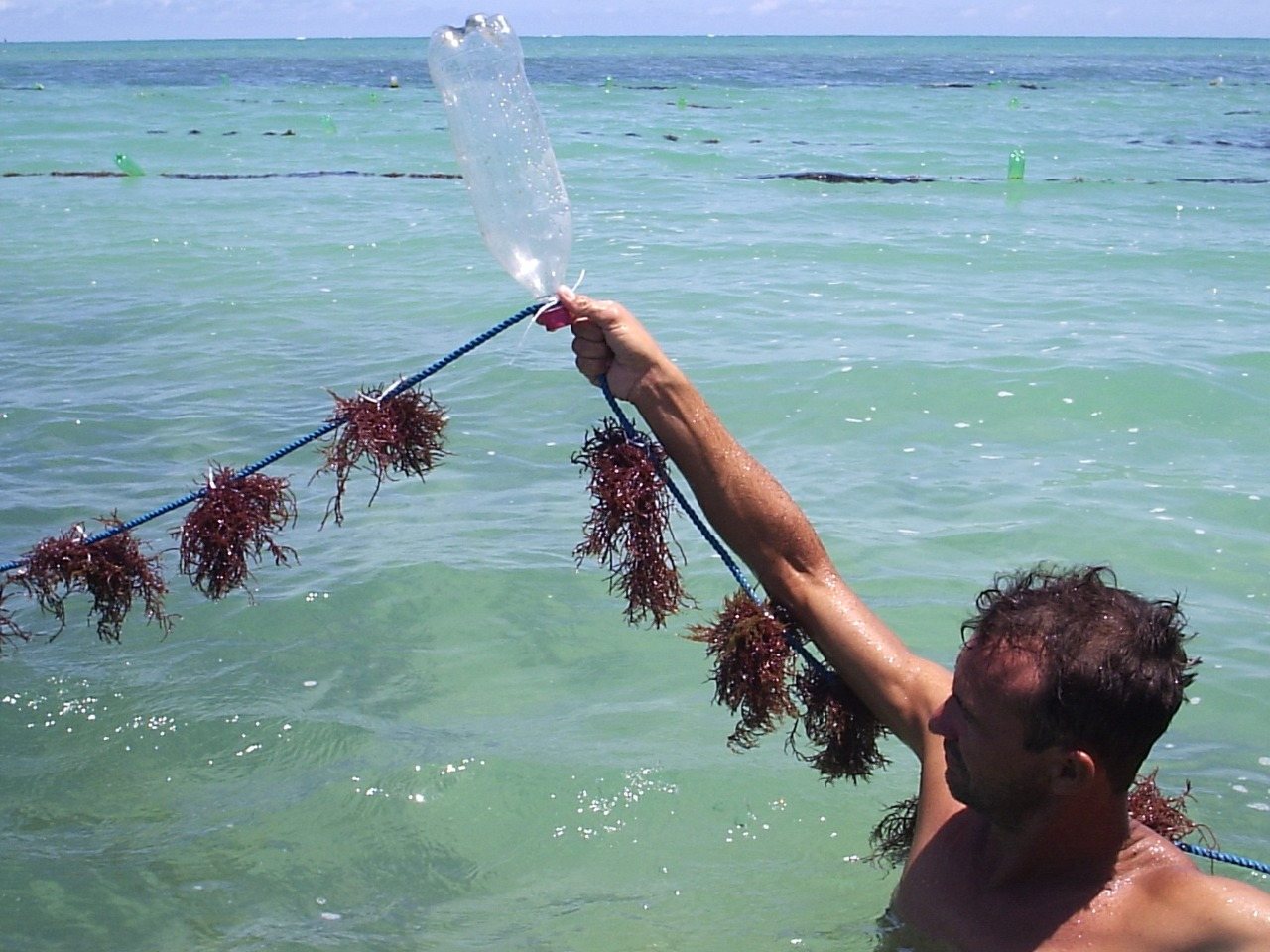 Cultivo de algas marinhas como atividade econômica é tema de