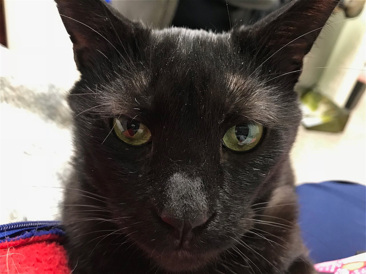 pet clinic of rocky mount