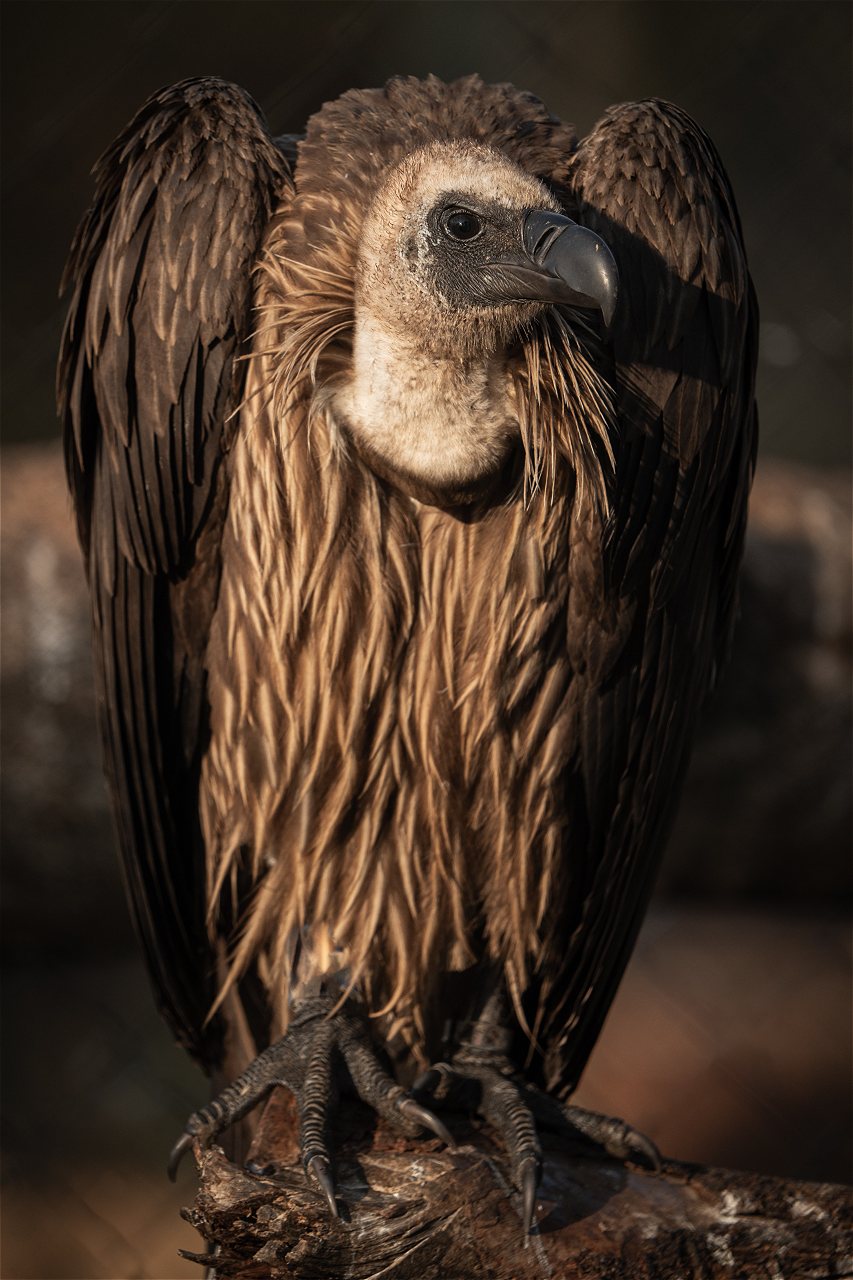Vultures relocated to Shamwari for breeding and rewilding programme