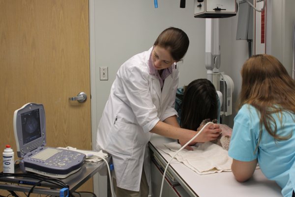 Community Animal Hospital Dublin Va Veterinary Hospital Pulaski County