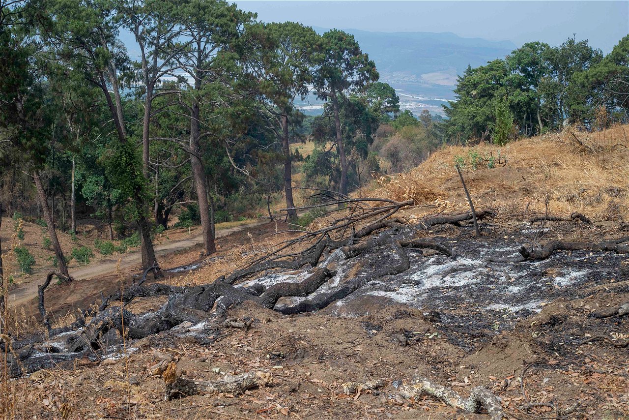 Aguacate: el oro verde que borra del mapa bosques del occidente de México