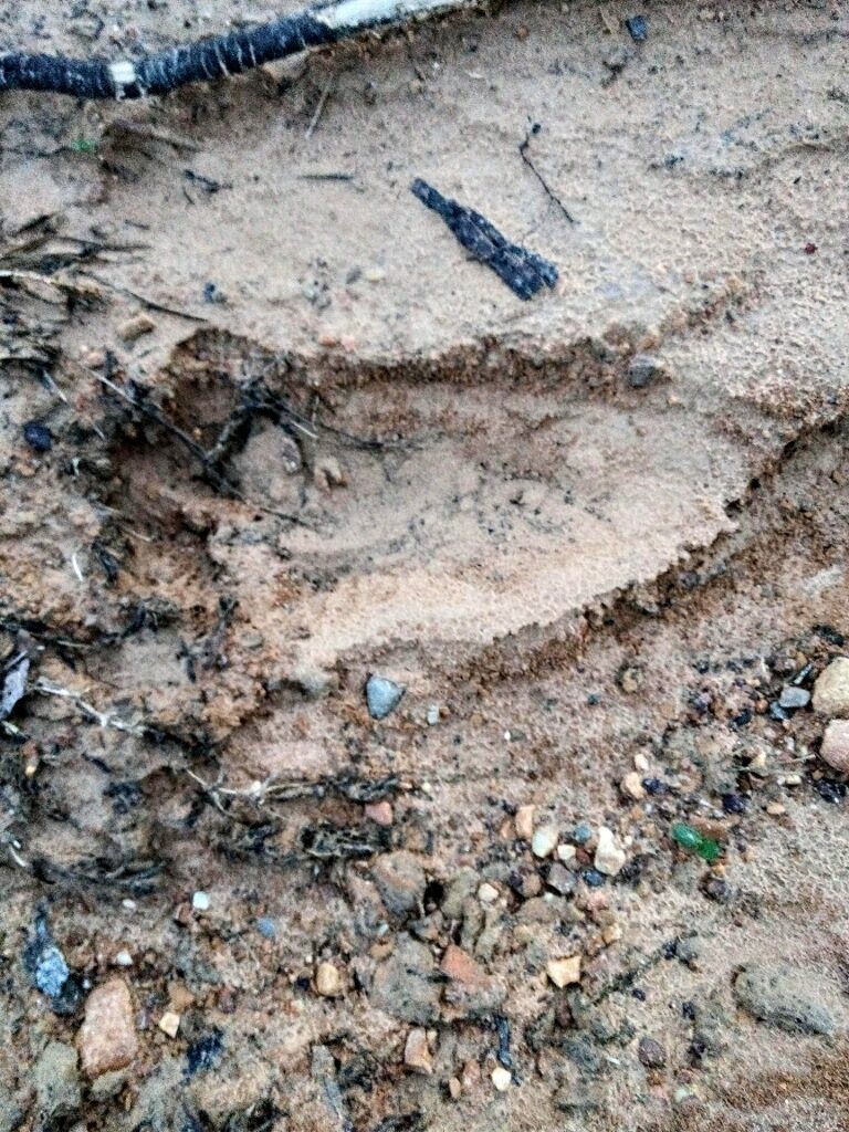 Fouke Monster legend haunts swamplands of southwest Arkansas with new  alleged evidence